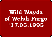 Wild Wayda
of Welsh-Fargo
*17.05.1995